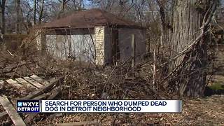 Detroit Dog Rescue offering reward after dog found starved to death