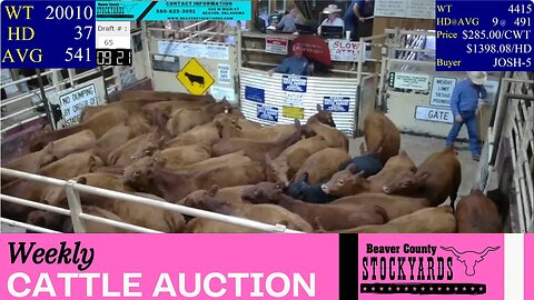 10/10/2023 - Beaver County Stockyards Livestock Auction