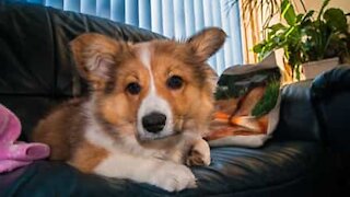 Corgi hates owner's beatboxing