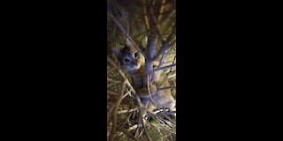 First Inspection of the Christmas Tree