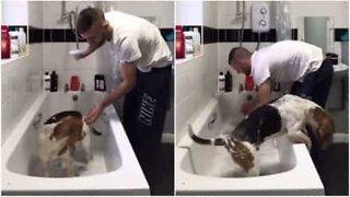 Att bada en beagle är inte alltid lätt!