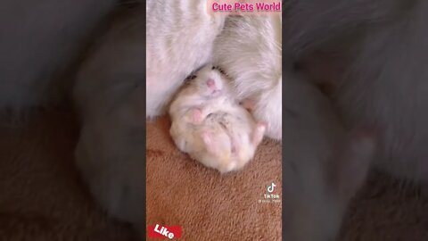 Cute and funny cat videos/#kitten #cat #kitty #funny kitten #funnycat #trending #shorts #tiktok