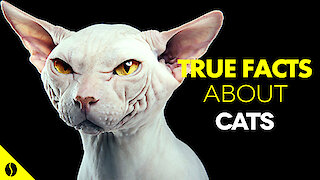 True Facts About Cats