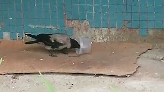 A crow moistens stale bread