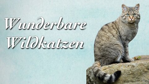 Wunderbare Wildkatzen