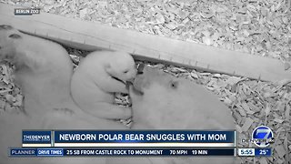 Newborn polar bear snuggles with mom at Berlin zoo