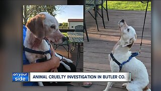 Dog found with throat cut, mouth shut near Cincinnati