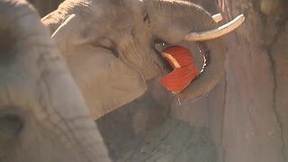 Elephants enjoy 1,300-pound pumpkin at Cleveland Zoo