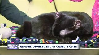 Reward offered after abused cat found with duct tape wrapped around legs