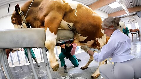 Amazing Smart Cow Farming Technology, Incredible Baby Calf Born Method, Modern Milking Technology