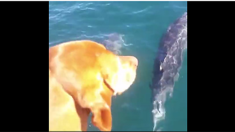Curious Dog Is Fascinated With A Pod Of Dolphins