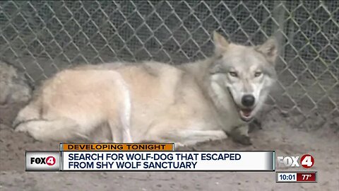 Search for wolf-dog that escaped from Shy Wolf Sanctuary