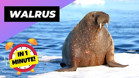 Walrus - In 1 Minute! 🦭 An Impressive Animal Found In The Arctic | 1 Minute Animals