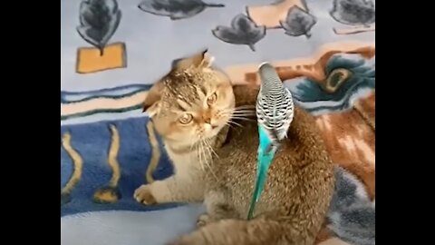 Funny Cute Parrots Videos Compilation cute moment of the animals