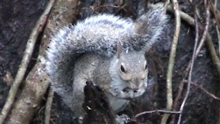 Tennessee Squirrel Cleans House