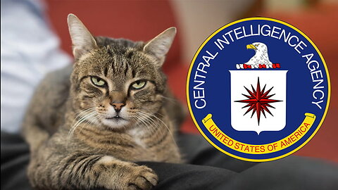 The CIA Once Trained a Cat to Be a Spy