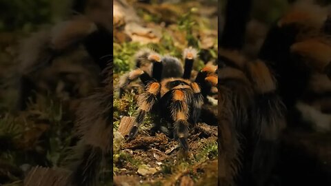 EVERBODY LOVES TARANTULAS 💚🕷