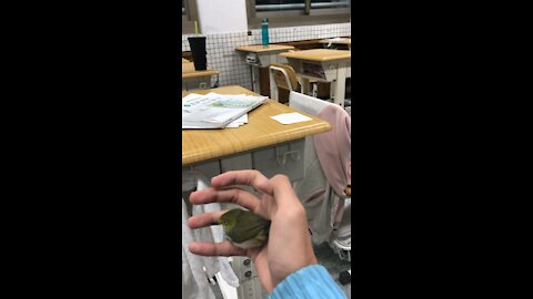 A bird flew to my classroom