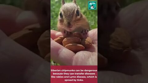 Fun Siberians Chipmunk Facts🐿️- #chipmunk #chipmunkfacts #wildlifefacts #shorts #smallanimals