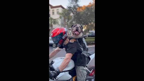Bulldog rides Ducati