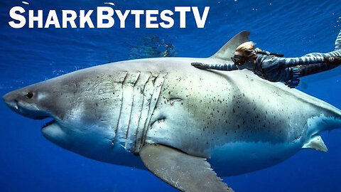 Submarine Shark Caught on Video - Shark Bytes TV Episode 15 - Largest Great White Ever Filmed