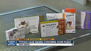 Typhus case in San Diego raises concern over fleas