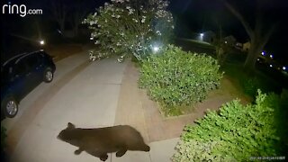 Bear seen in Palm Harbor