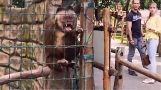 Älä ota apinoista kuvia liian läheltä!