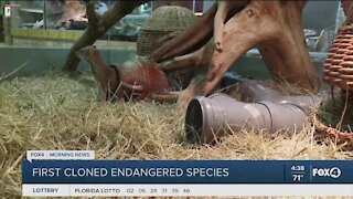 First cloned endangered species successful