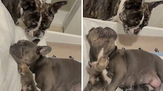 Frenchie meets his newborn puppies for the first time