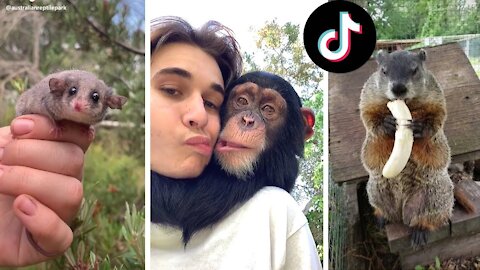 Funny Animals of TikTok ~ Compilation of Cutest Animals on #tiktok