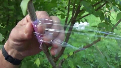 Bud graft (chip budding) with dormant bud in September on the same cornus mas tree (P5)