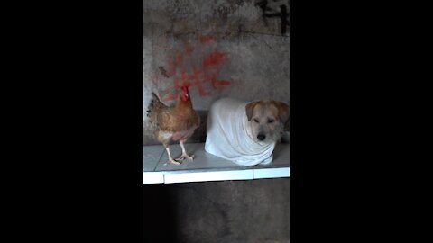 my chicken and my dog in the bath