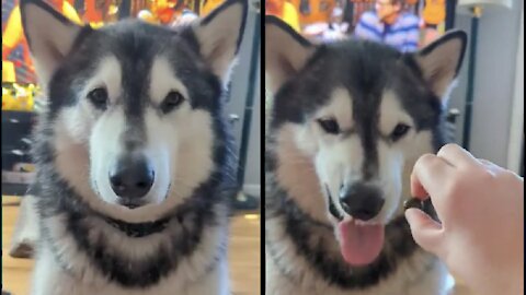 My cute husky didn't want to eat pickles watch his funny reaction