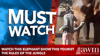 Watch this elephant show this tourist the rules of the jungle
