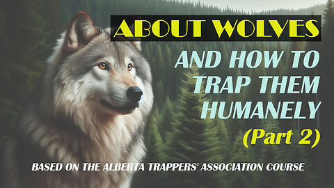 About Wolves and How To Trap Them Humanely - Part 2