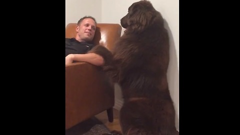 Giant Newfoundland demands attention from owner