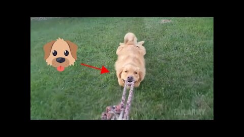 Dog Fails, Funny Video