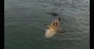 The man caught a big fish in ocean😱