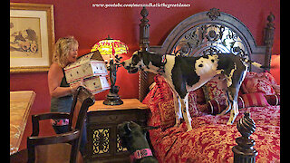 Excited Great Danes Can't Wait to Open Valentine's Day Gifts