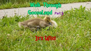 Walk Through GooseLand Part 3