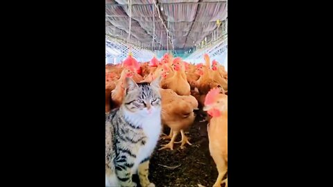 Funny Cat & Hen fight 🐈🐓 2022 / Amazing funny videos #rumbleshorts video
