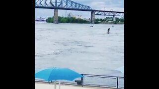 Humpback Whale spotted swimming in the St. Laurent River in Montreal