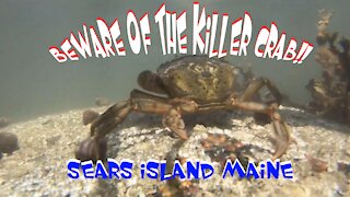 Crab Attacks Camera - Sears Island Maine