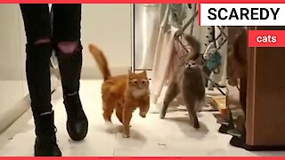Adorable pair of cats constantly WOBBLE due to rare condition