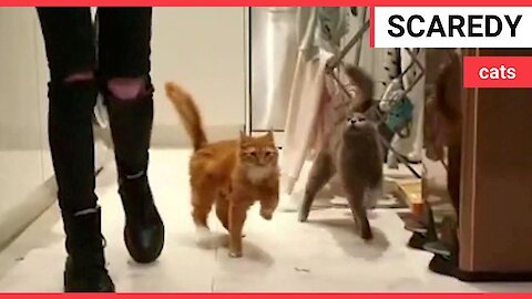 Adorable pair of cats constantly WOBBLE due to rare condition