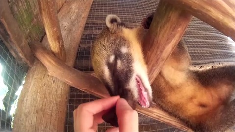 Coati can't resist scratch on the nose
