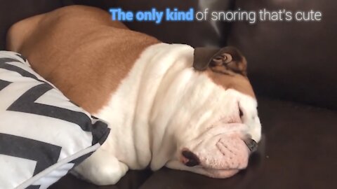 Snoring furry friends