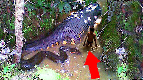 creatures of the Amazon, stumbling upon which you will regret coming