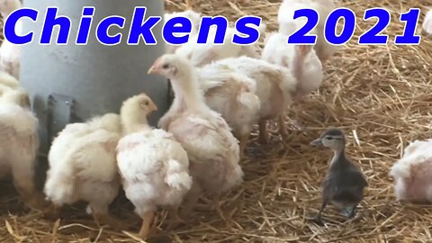 2021 Free Range Sort of Huge Chickens & a Wood Duck